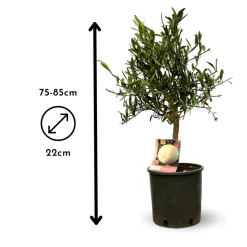 ATTITUDE JARDIN - Eremorange - agrume méditerranéen - arbre fruitier - ↕ 75-85 cm - ⌀ 22 cm