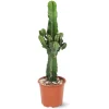 ATTITUDE JARDIN - Euphorbe eritrea - cowboy cactus - ↕ 90-100 cm - ⌀ 19 cm - cactus et plantes grasses