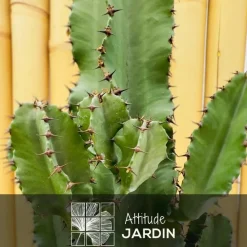 ATTITUDE JARDIN - Euphorbe eritrea - cowboy cactus - ↕ 90-100 cm - ⌀ 19 cm - cactus et plantes grasses