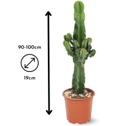 ATTITUDE JARDIN - Euphorbe eritrea - cowboy cactus - ↕ 90-100 cm - ⌀ 19 cm - cactus et plantes grasses