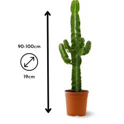 ATTITUDE JARDIN - Euphorbe eritrea - cowboy cactus - ↕ 90-100 cm - ⌀ 19 cm - cactus et plantes grasses