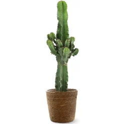 ATTITUDE JARDIN - Euphorbia eritrea avec panier en jonc de mer - cowboy cactus - ↕ 90-100 cm - ⌀ 21 cm - cactus et plantes grasses