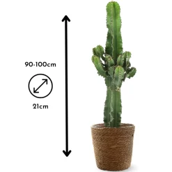 ATTITUDE JARDIN - Euphorbia eritrea avec panier en jonc de mer - cowboy cactus - ↕ 90-100 cm - ⌀ 21 cm - cactus et plantes grasses