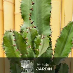 ATTITUDE JARDIN - Euphorbia eritrea avec panier en jonc de mer - cowboy cactus - ↕ 60-70 cm - ⌀ 19 cm - cactus et plantes grasses
