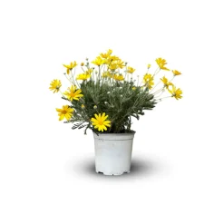 ATTITUDE JARDIN - Euryops - plante fleurie - ↕ 40-50 cm - ⌀ 18 cm - plante d'extérieur