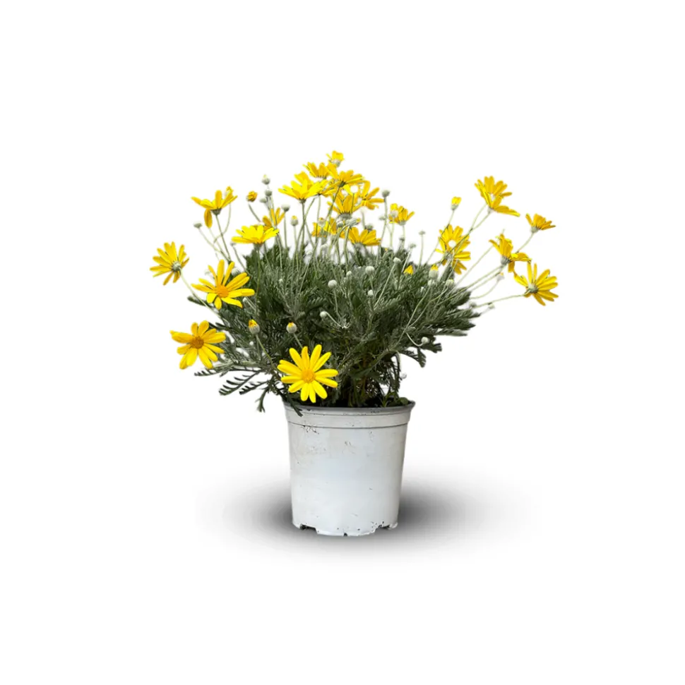 ATTITUDE JARDIN - Euryops - plante fleurie - ↕ 40-50 cm - ⌀ 18 cm - plante d'extérieur