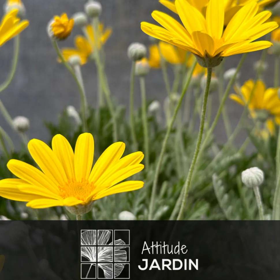 ATTITUDE JARDIN - Euryops - plante fleurie - ↕ 40-50 cm - ⌀ 18 cm - plante d'extérieur