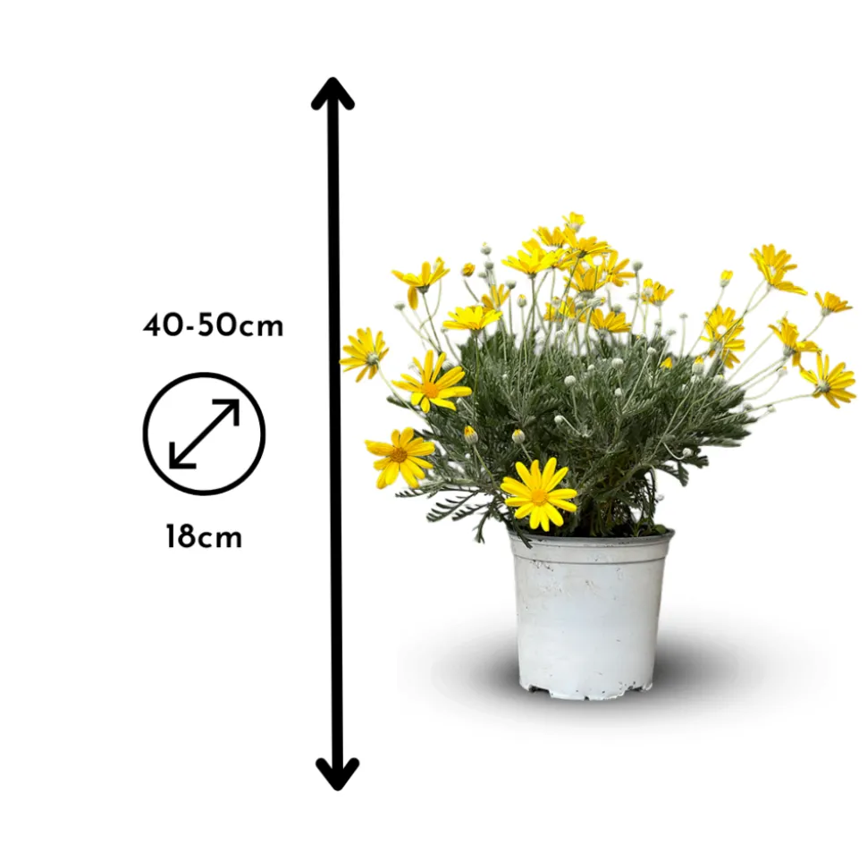 ATTITUDE JARDIN - Euryops - plante fleurie - ↕ 40-50 cm - ⌀ 18 cm - plante d'extérieur