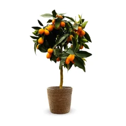 ATTITUDE JARDIN - Kumquat avec panier en jonc de mer - agrume méditerranéen - arbre fruitier - ↕ 75-85 cm - ⌀ 25 cm
