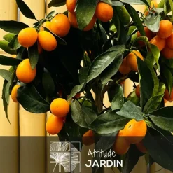 ATTITUDE JARDIN - Kumquat avec panier en jonc de mer - agrume méditerranéen - arbre fruitier - ↕ 75-85 cm - ⌀ 25 cm