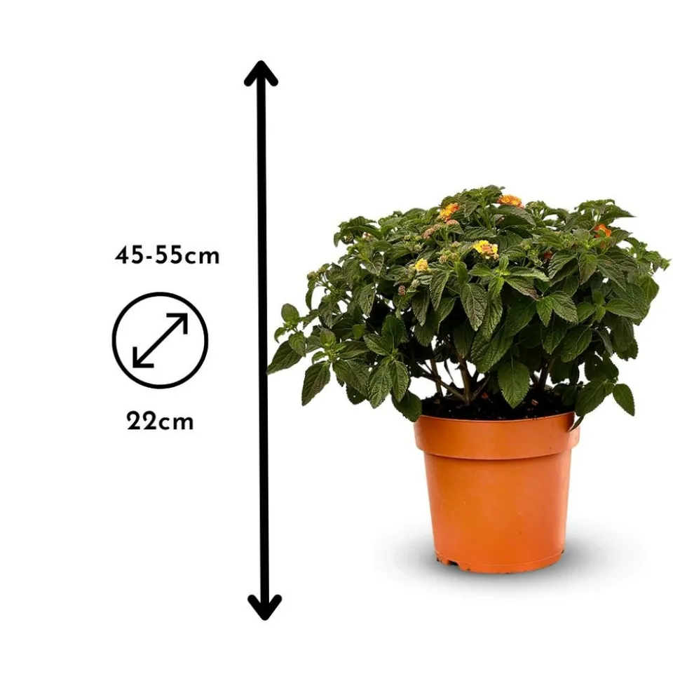 ATTITUDE JARDIN - Lantana touffe - plante fleurie - ↕ 45-55 cm - ⌀ 22 cm - plante d'extérieur