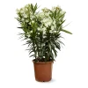 ATTITUDE JARDIN - Laurier rose - nerium oleander - ↕ 110-120 cm - ⌀ 24 cm - plante d'extérieur - fleur blanche
