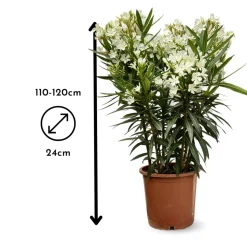 ATTITUDE JARDIN - Laurier rose - nerium oleander - ↕ 110-120 cm - ⌀ 24 cm - plante d'extérieur - fleur blanche
