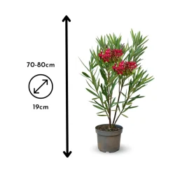 ATTITUDE JARDIN - Laurier rose nain - nerium oleander nana - ↕ 70-80 cm - ⌀ 19 cm - plante d'extérieur - fleur rouge