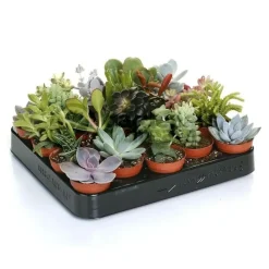 ATTITUDE JARDIN - Mélange de succulentes - plante d'intérieur - ↕ 5-10 cm - ⌀ 5,5 cm - lot de 20 plantes