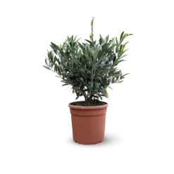ATTITUDE JARDIN - Olivier europaea touffe - arbuste méditerranéen - ↕ 50-60 cm - ⌀ 19 cm - plante d'extérieur
