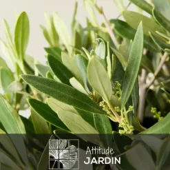 ATTITUDE JARDIN - Olivier europaea touffe - arbuste méditerranéen - ↕ 50-60 cm - ⌀ 19 cm - plante d'extérieur