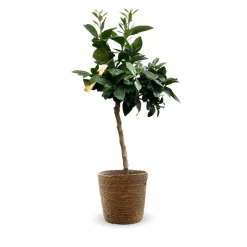 ATTITUDE JARDIN - Oranger sanguin avec panier en jonc de mer - agrume méditerranéen - arbre fruitier - ↕ 75-85 cm - ⌀ 25cm