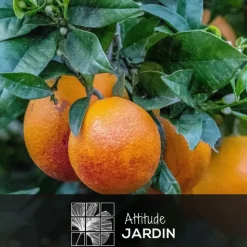 ATTITUDE JARDIN - Oranger sanguin avec panier en jonc de mer - agrume méditerranéen - arbre fruitier - ↕ 75-85 cm - ⌀ 25cm