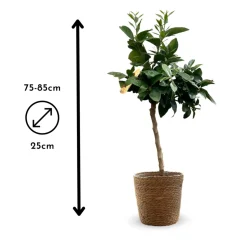 ATTITUDE JARDIN - Oranger sanguin avec panier en jonc de mer - agrume méditerranéen - arbre fruitier - ↕ 75-85 cm - ⌀ 25cm