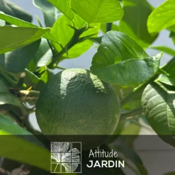 ATTITUDE JARDIN - Oranger Arcobal - citrus meyer sinensis - agrume méditerranéen - arbre fruitier - 75-85 cm - ⌀ 22 cm