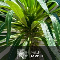 ATTITUDE JARDIN - Pachypodium lamerei avec panier en jonc de mer - palmier de madagascar - ↕ 80-90 cm - ⌀ 22 cm - cactus et plantes grasses