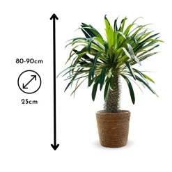 ATTITUDE JARDIN - Pachypodium lamerei avec panier en jonc de mer - palmier de madagascar - ↕ 80-90 cm - ⌀ 22 cm - cactus et plantes grasses
