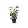 ATTITUDE JARDIN - Photinia red robin - plantes de haies - ↕ 50-60 cm - ⌀ 20 cm - plante d'extérieur