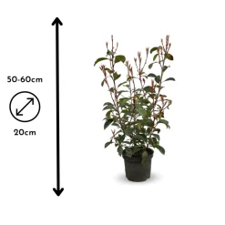 ATTITUDE JARDIN - Photinia red robin - plantes de haies - ↕ 50-60 cm - ⌀ 20 cm - plante d'extérieur