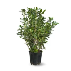 ATTITUDE JARDIN - Pittosporum tobira - plantes de haies - ↕ 90-100 cm - ⌀ 22 cm - plante d'extérieur