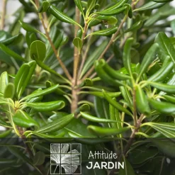 ATTITUDE JARDIN - Pittosporum tobira - plantes de haies - ↕ 90-100 cm - ⌀ 22 cm - plante d'extérieur