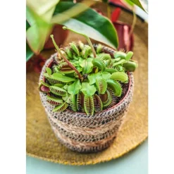 Attrape-mouches : Ø12cm, pot