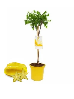 Averrhoa carambola (carambolier) - 70/100 cm