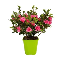 Azalée Japonaise de la série Encore® : pot 8L