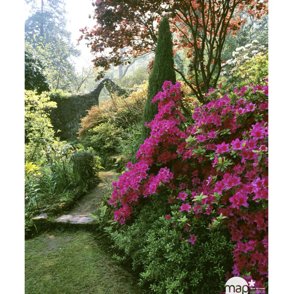 Azalea japonica : H 40/50 cm, ctr 7 L - Coloris variables