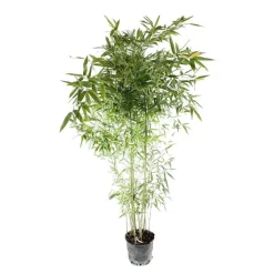 Bambou moyen phyllostachys bissetii: pot de 7 litres