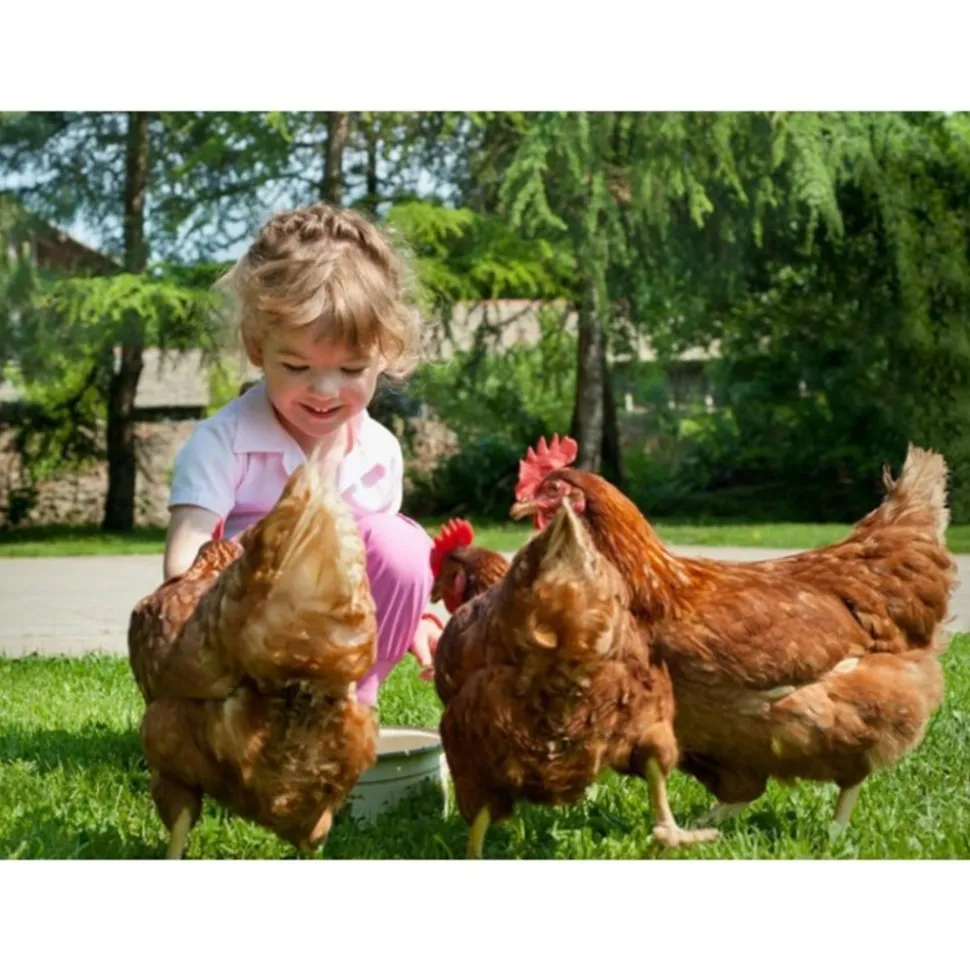 BB LOISIR - Poulailler en bois 2/5 poules 190x62x114 cm modele 144 confort