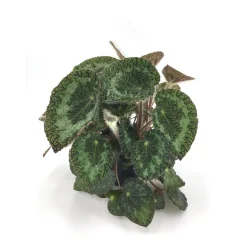 Begonia rex sizemoreae - Pot D 12cm