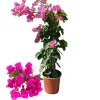 BEIJA-FLORES - Bougainvillier rose h-40/60 cm