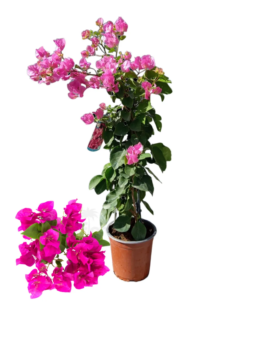 BEIJA-FLORES - Bougainvillier rose h-40/60 cm