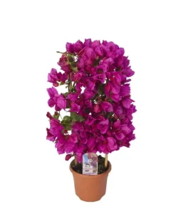 BEIJA-FLORES - Bougainvillier rose h-40/60 cm