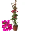 BEIJA-FLORES - Bougainvillier rose h-60/80 cm