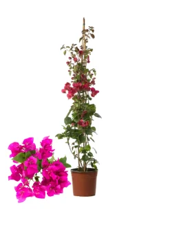 BEIJA-FLORES - Bougainvillier rose h-60/80 cm