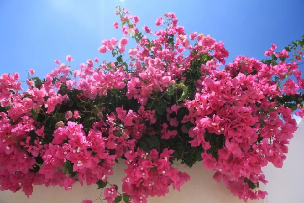 BEIJA-FLORES - Bougainvillier rose h-60/80 cm