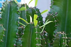 BEIJA-FLORES - Cactus / euphorbia 50/100cm