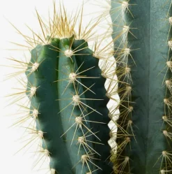 BEIJA-FLORES - Cactus mélange de 5 pots h-7/15cm