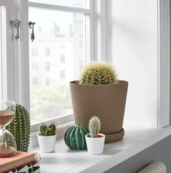 BEIJA-FLORES - Cactus mélange de 10 pots h-7/15cm