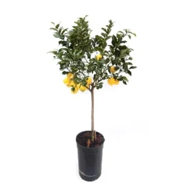 BEIJA-FLORES - Citronnier 4 saison large h-70/110 cm