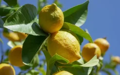 BEIJA-FLORES - Citronnier 4 saison medium h-60/100 cm