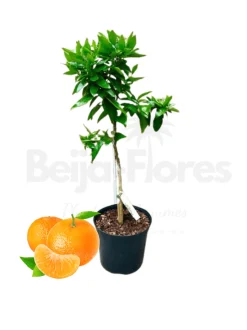 BEIJA-FLORES - Clémentinier en pot de 3l 70-110cm